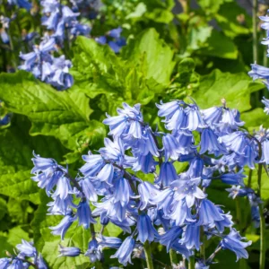 Pacific Giant Hybrids test 3