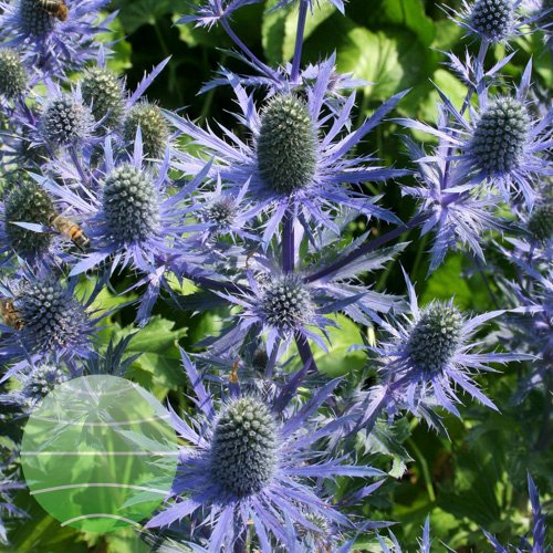 Eryngium Magical Blue Lagoon