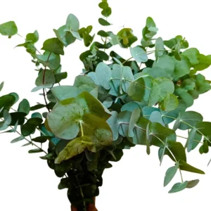 Eucalyptus Silver Dollar