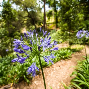 Agapanthus africanus test 3