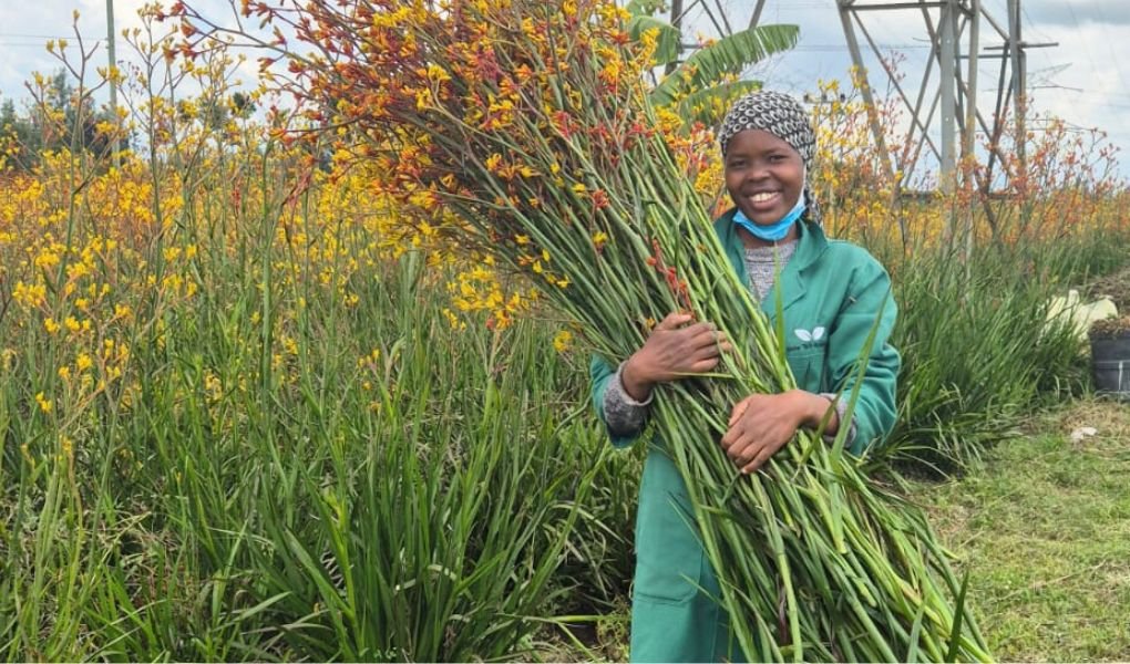 Harvesting of Kangaroo Siena Gold at Grow Tech Flowers fields