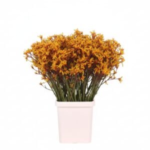 Kangaroo Paws Gold Fever