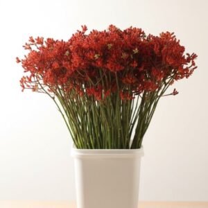 Kangaroo Paws Early Springs