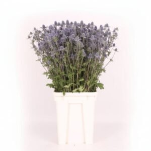 Eryngiums