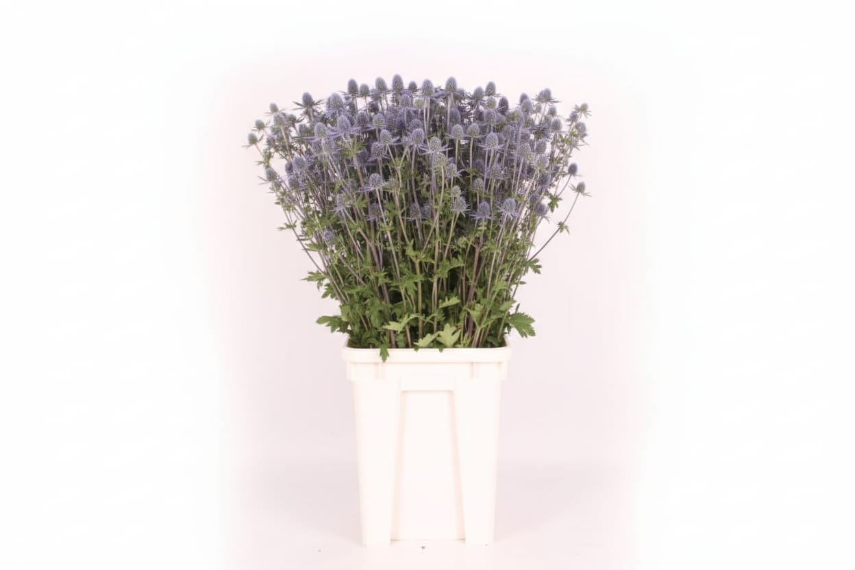 Eryngiums