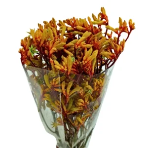 Anigozanthos Gold Fever