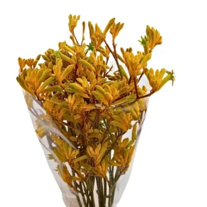 Anigozanthos Yindi