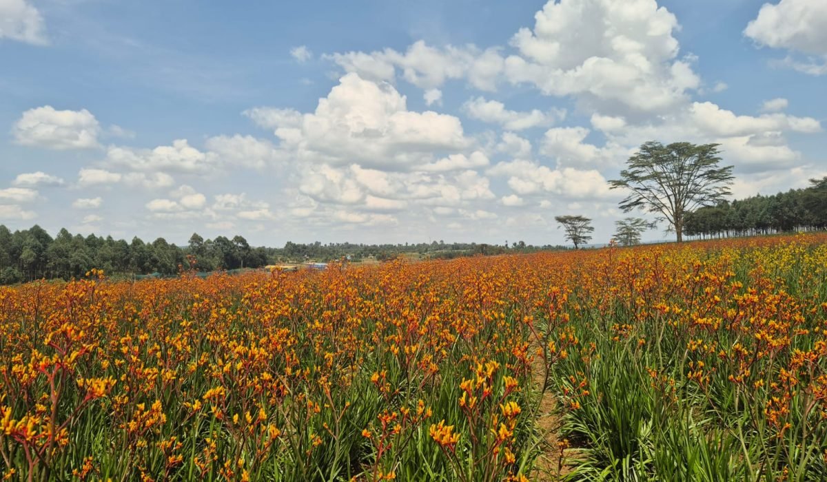 WhatsApp Image 2025-11-29 at 21.40.04_43b459f3